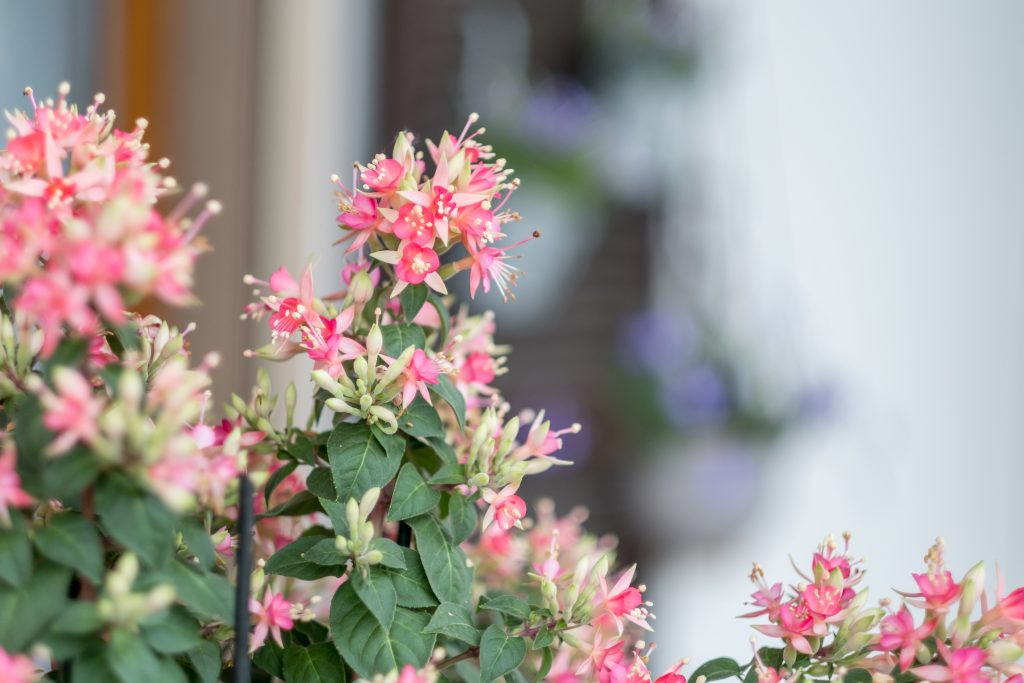 Ferienwohnung am Bodensee, Blumen vor dem Fenster in Appartement in Owingen