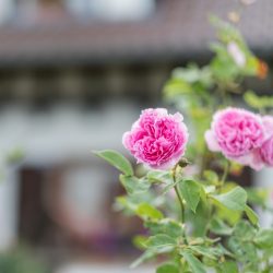 Ferien am Bodensee, Rosen vor dem Appartement in Owingen bei Überlingen